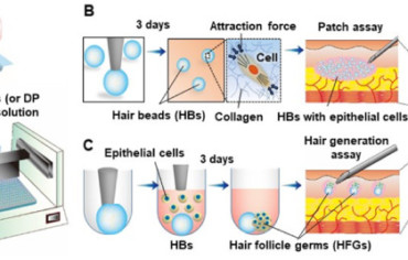 Nuevo enfoque para tratar la pérdida de cabello en humanos